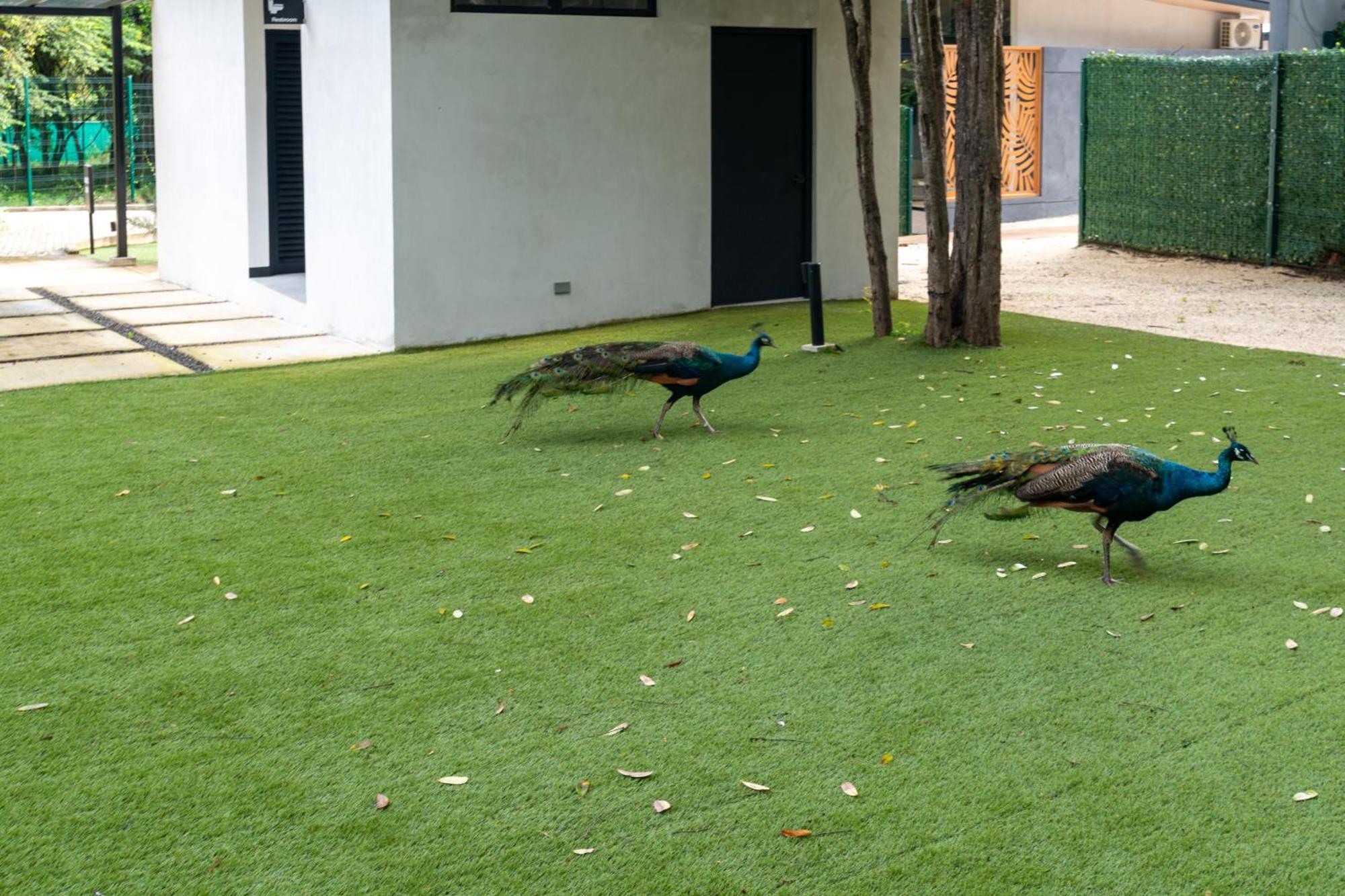Epic Tamarindo Boutique Hotel Villarreal Eksteriør bilde
