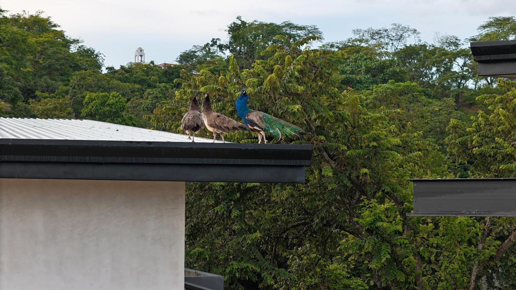 Epic Tamarindo Boutique Hotel Villarreal Eksteriør bilde